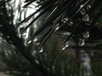 Pine Needles & Water Drops